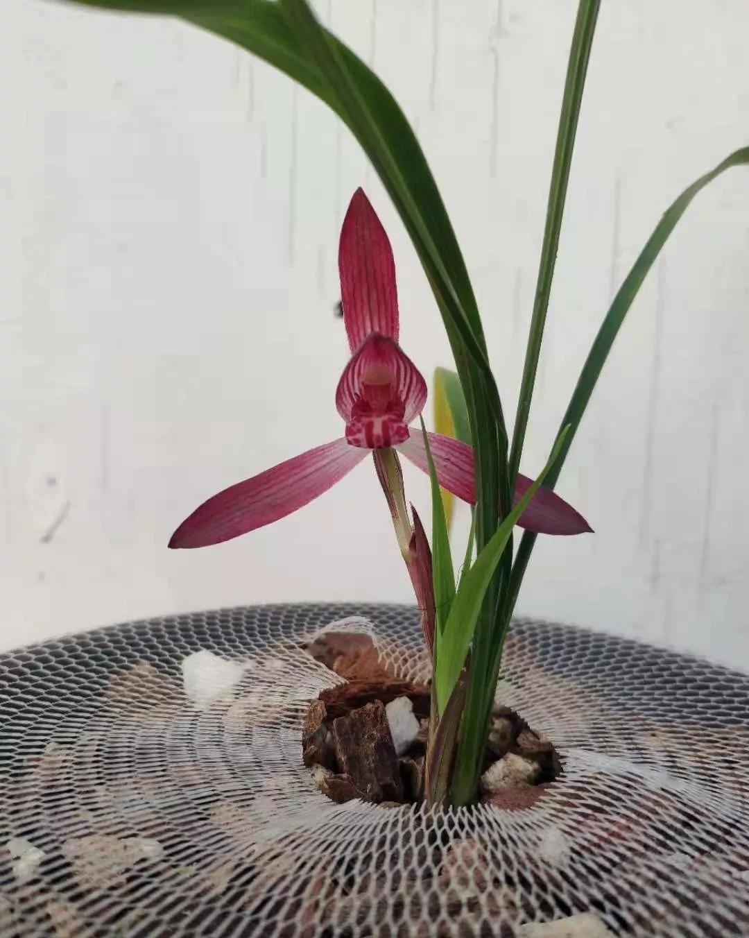 云南玉溪春兰,云南玉溪的春兰品种有哪些