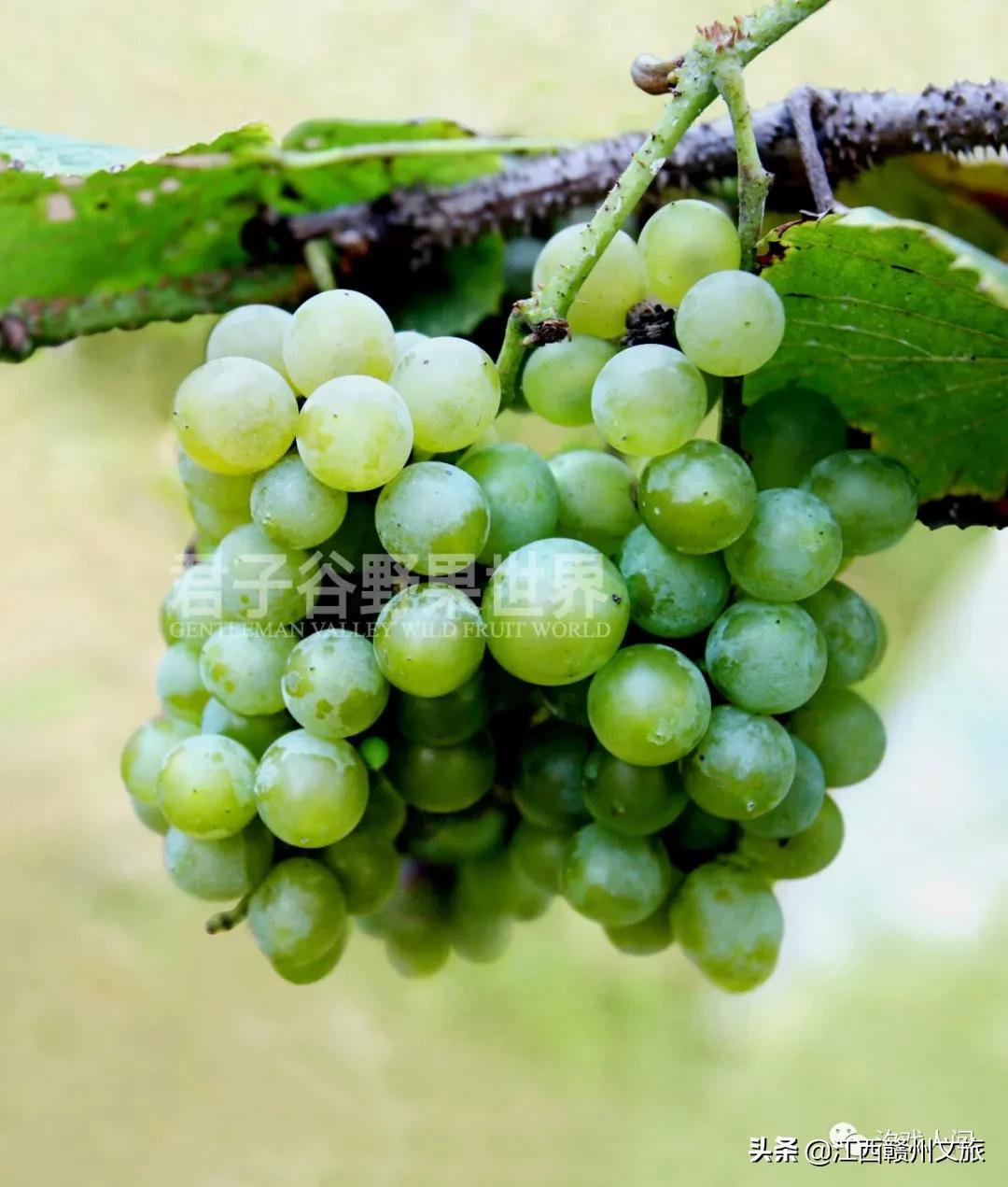 赣州亚马逊电商平台概念,赣州有亚马逊吗