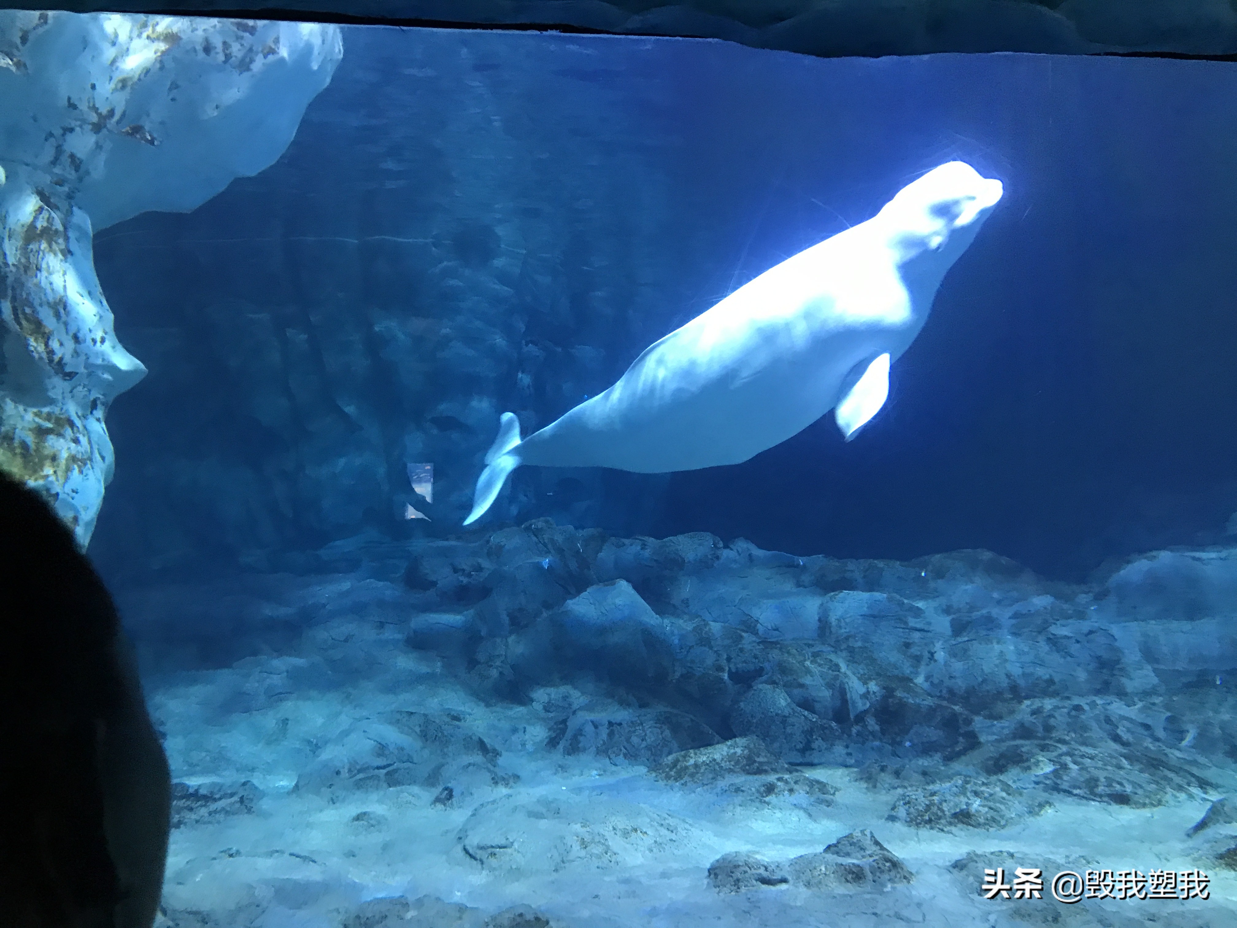 珠海长隆每个乐园都需要买门票吗,珠海长隆野生动物园门票价格