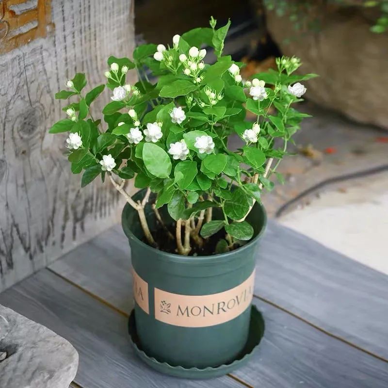 养花人最值得养的十二种花，一种花一种风华，你家养了几种？