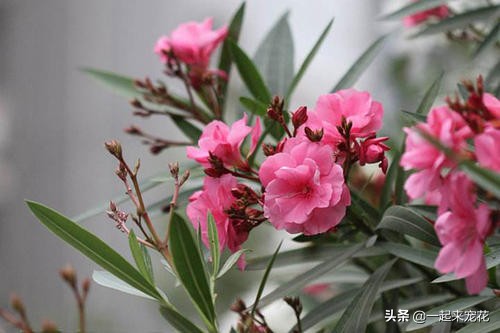 5种花不适合在室内种,5种花不吉利再喜欢也别养在室内