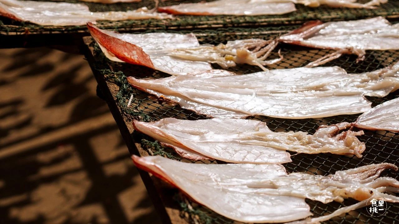 它叫宅鱿，但它和宅男宅女真的不熟！