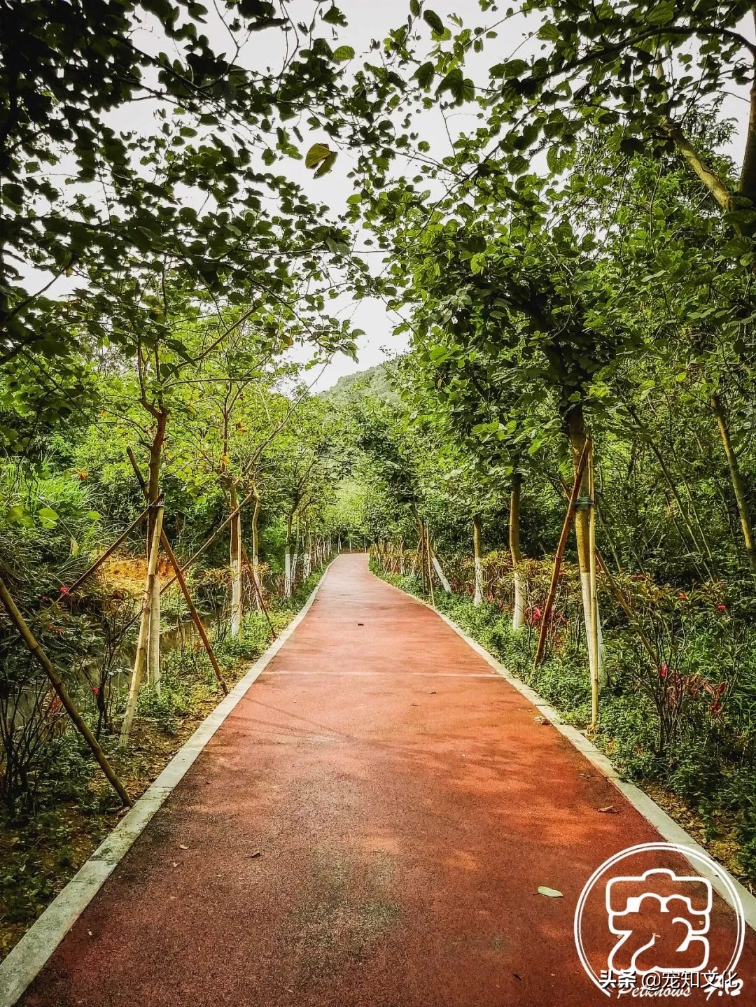 广州南沙黄山鲁森林公园攻略,广州黄山鲁森林公园好玩吗