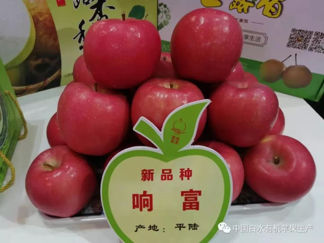 苹果越来越难卖果农将如何应付,白水新苹果果园