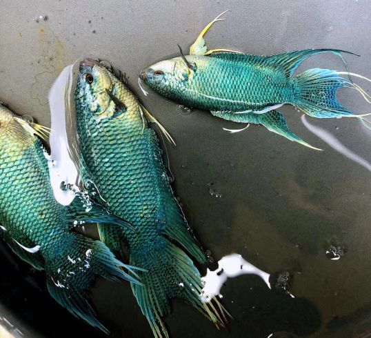 中国斗鱼繁殖带苗技巧,刚出生的时候斗鱼繁殖新手教程