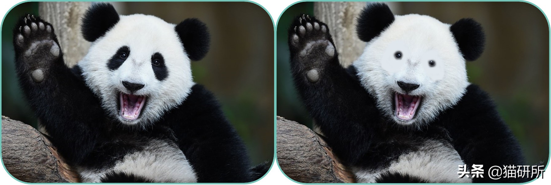 吸猫不得不知道的常识,沉迷吸猫的原因