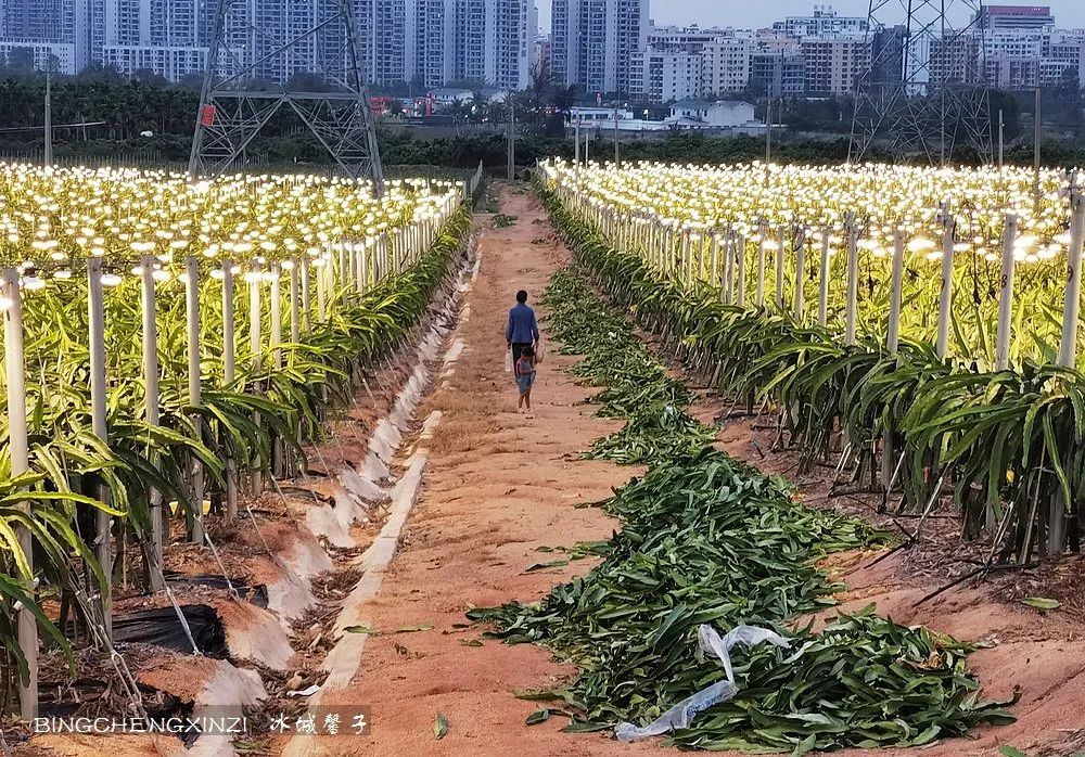 做把“村姑”,走进海南灯火灿烂的火龙果园