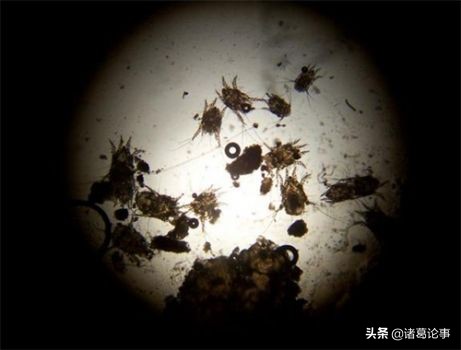 猫和狗耳朵外观有什么区别,耳朵内感觉有虫子爬怎么办