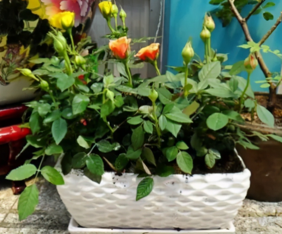 养花常见病虫害及处理方法,养花只用吡虫啉就能预防病虫害吗