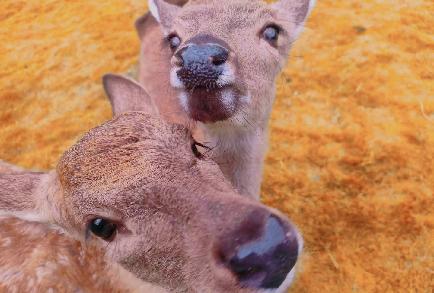 常被以为是地级市的县级市,广东为什么称为湖南
