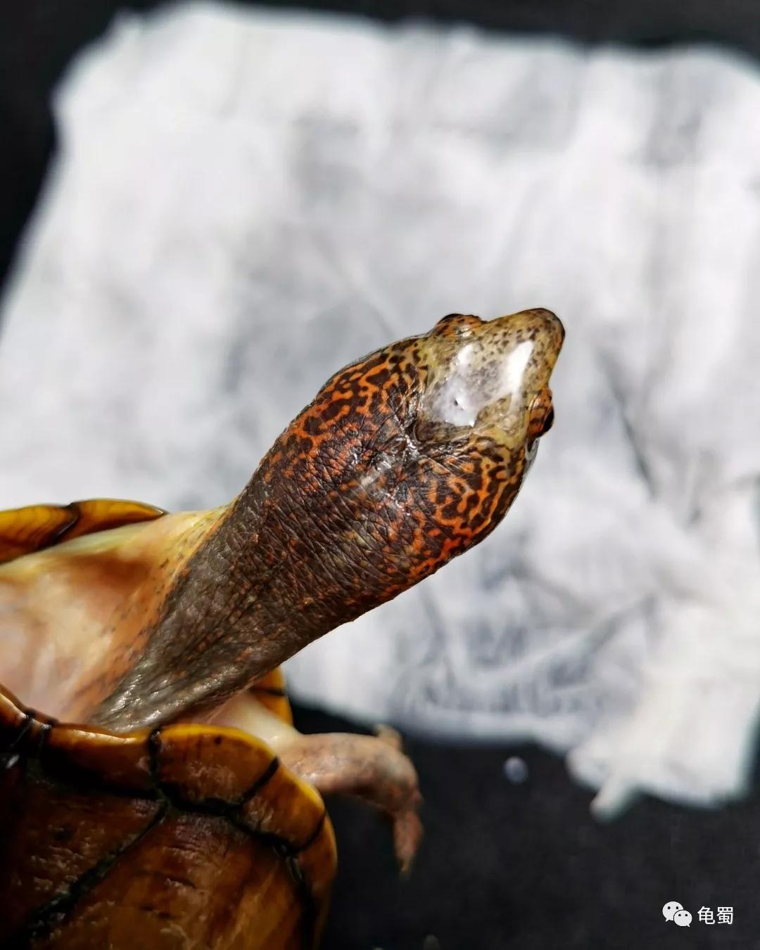 蛋龟之斑纹泥龟的介绍,蛋龟漂亮