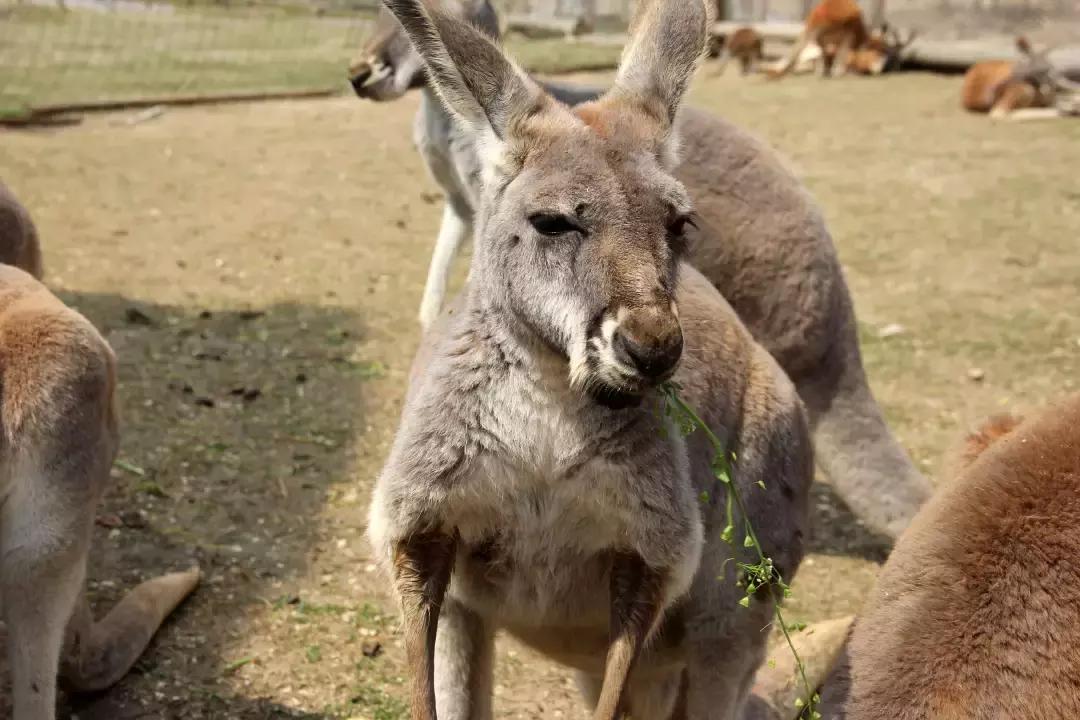 袋鼠界的“白雪公主”，近日找不到孩子他爸了……