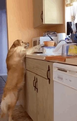 吉娃娃被气坏的视频,吉娃娃被气坏视频