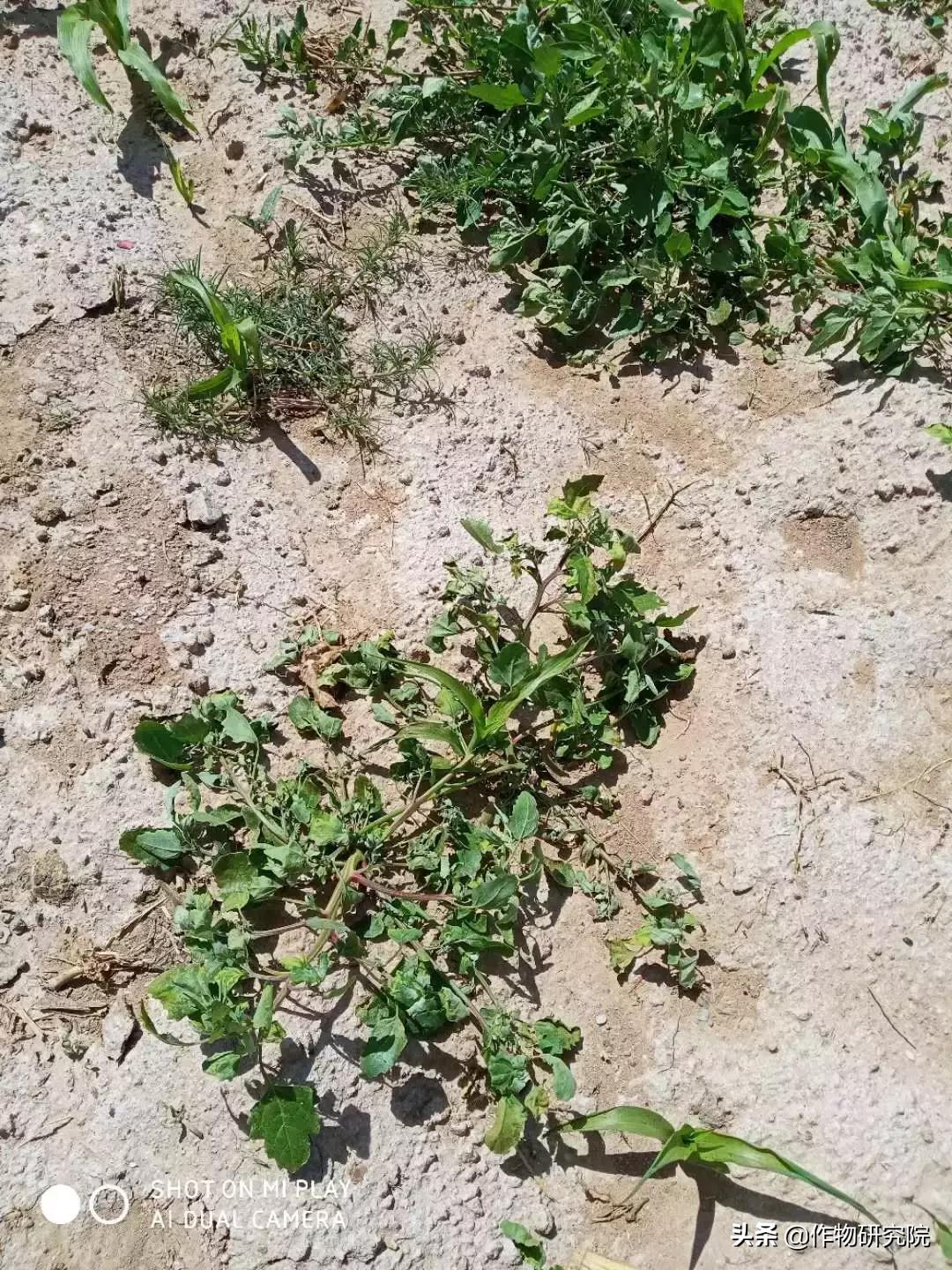 飞防高浓度,飞防7天效果