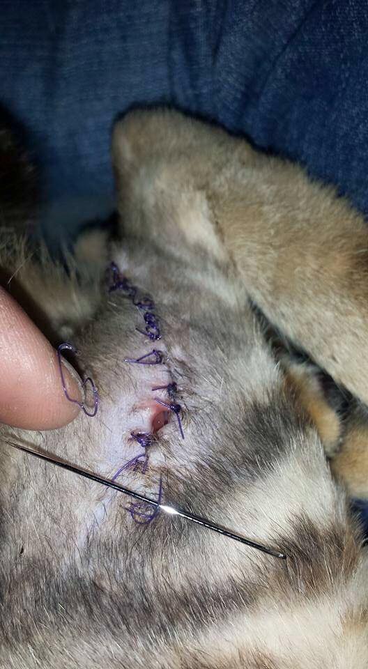 免拆线到底是拆还是不拆好,免拆线和普通线的利弊