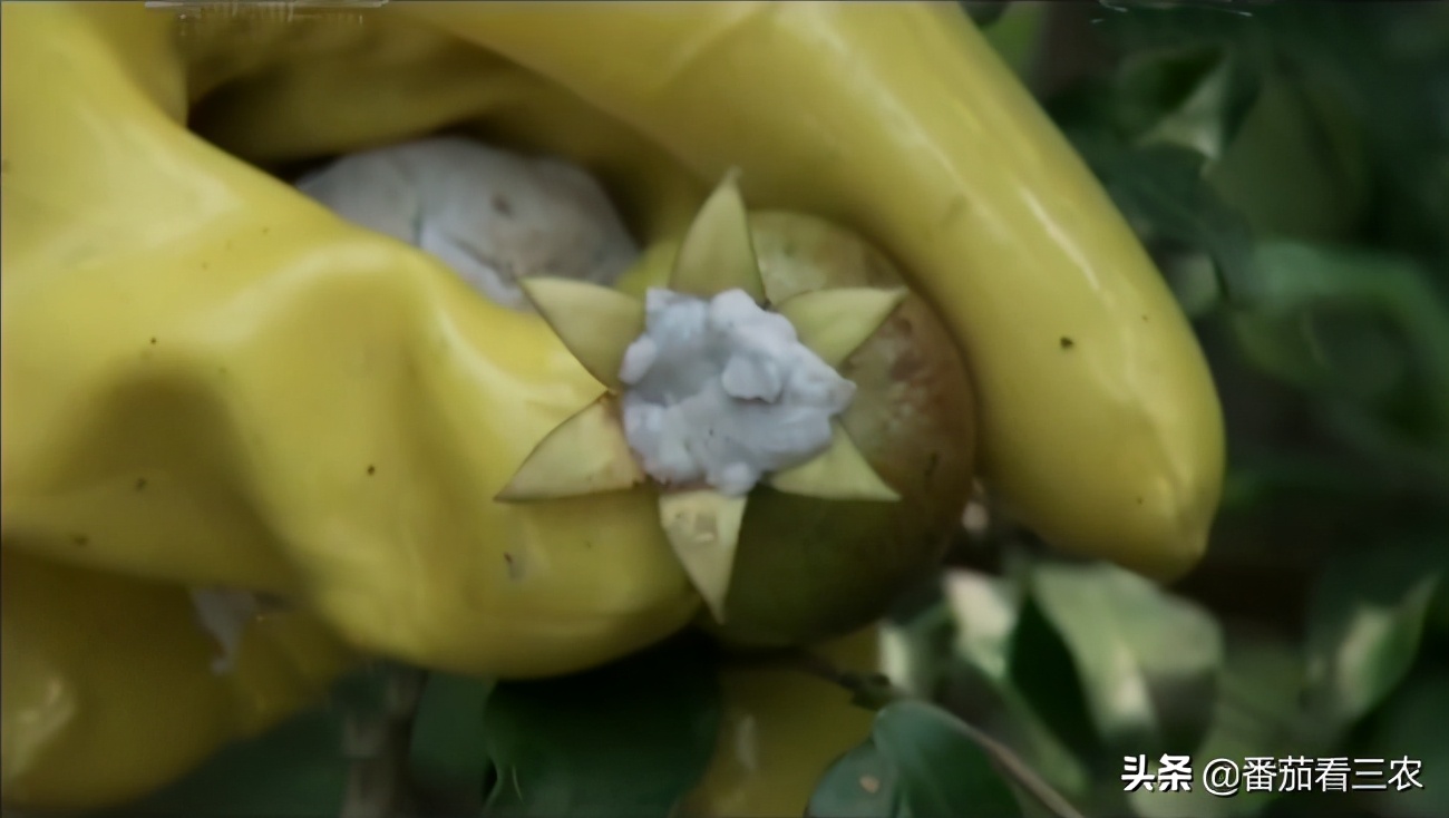 石榴钻心虫最佳防治时间,防石榴钻心虫打什么药