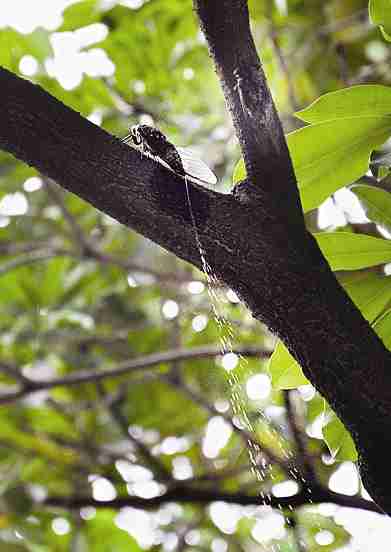 滴落在头上的不一定是雨，还有可能是尿？无毒无害，但不可食用