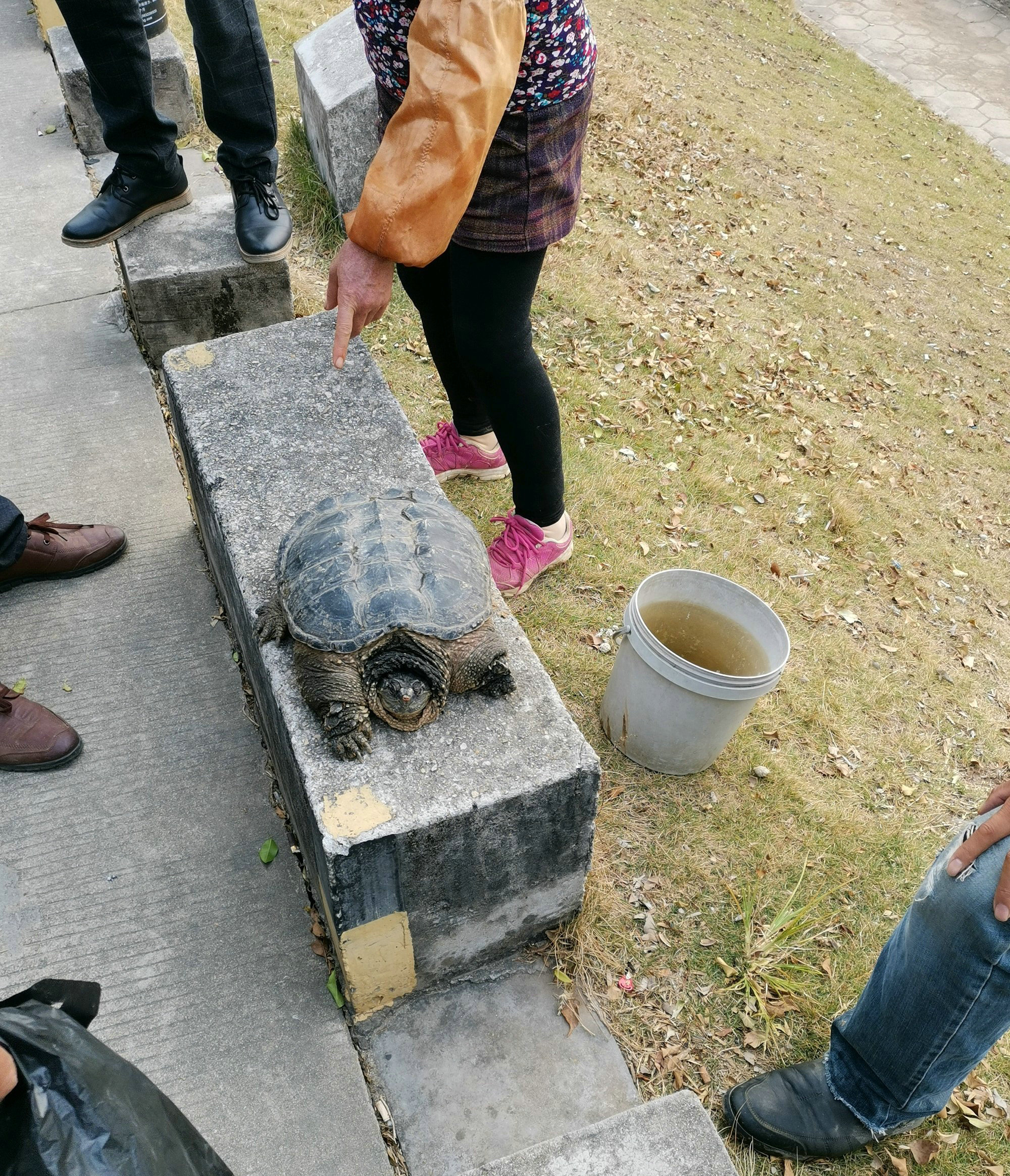 野外岸边发现乌龟,福建抓到的乌龟