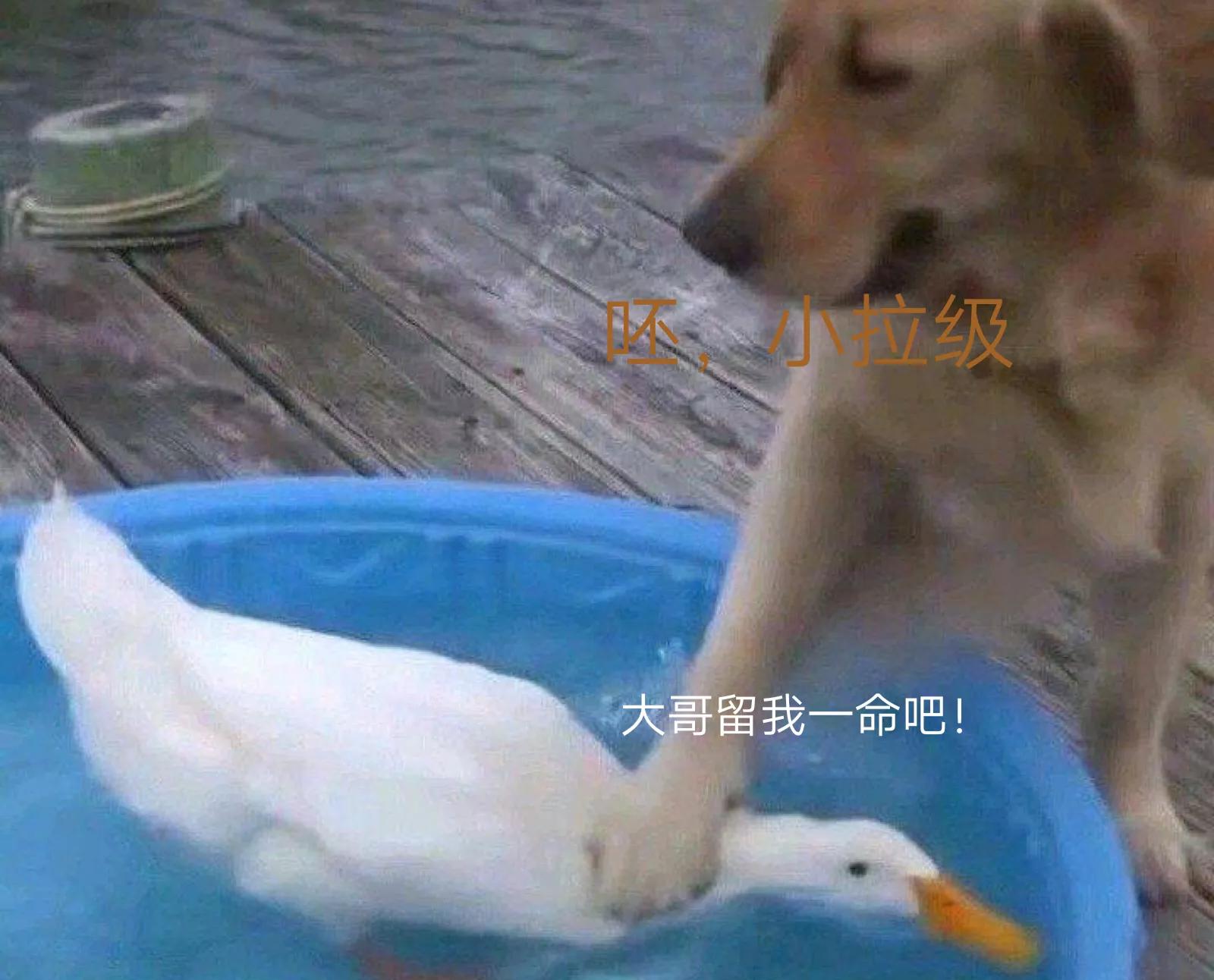 搞笑表情包结尾定格,搞笑表情包告辞