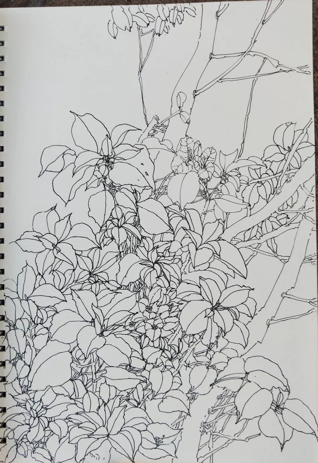 袁金奎老师国画作品欣赏,袁金奎写意花鸟画作品