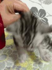 新手养猫注意事项养猫人经验总结,养猫人必备的小妙招快收藏起来吧