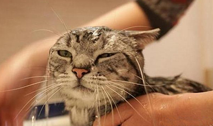 猫咪不建议洗澡的原因,猫咪不抗拒洗澡可以经常洗澡吗