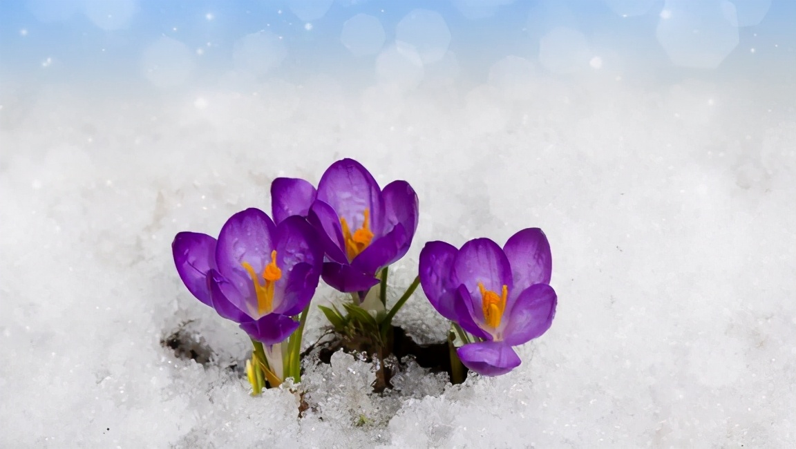 教师腹有诗书气自华,读新时代教师专业成长的读后感