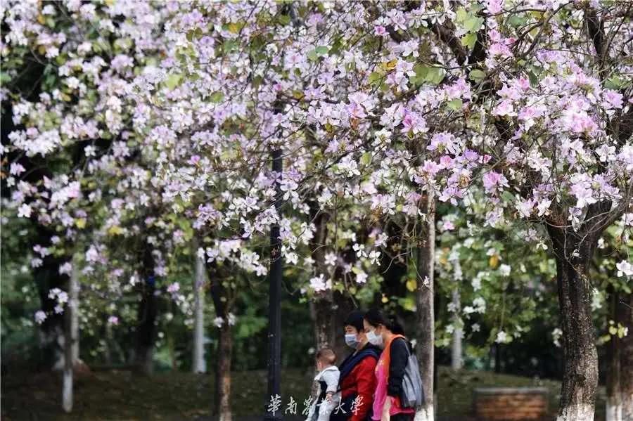 报考华南农业大学,华农报录比