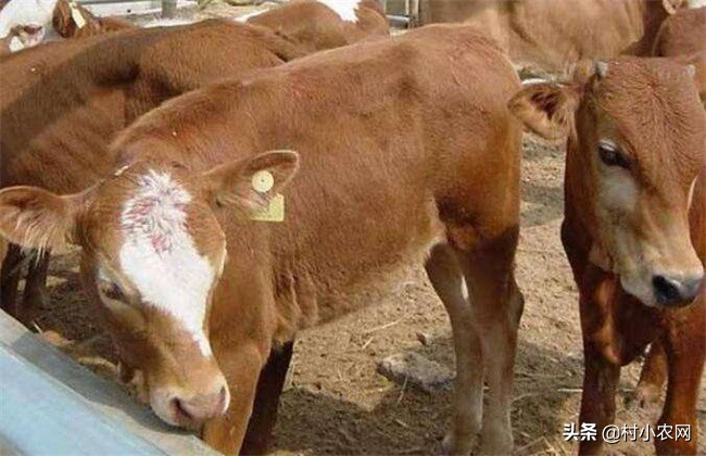 农村养牛怎样提高经济效益,农村养牛赚钱快哪个办法好