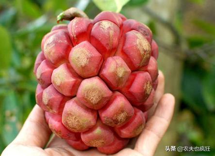 黄色像足球花纹一样的野果,长得像足球野果