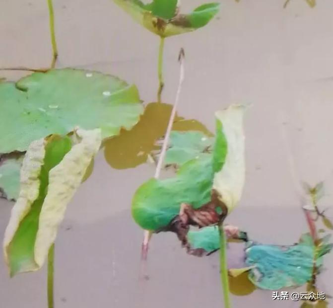 荷叶变黄枯萎要怎么处理,荷叶烂掉怎么防治