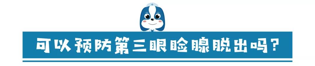 儿童眼角长个黑色的小肉球,小奶猫眼睛长肉球怎么办