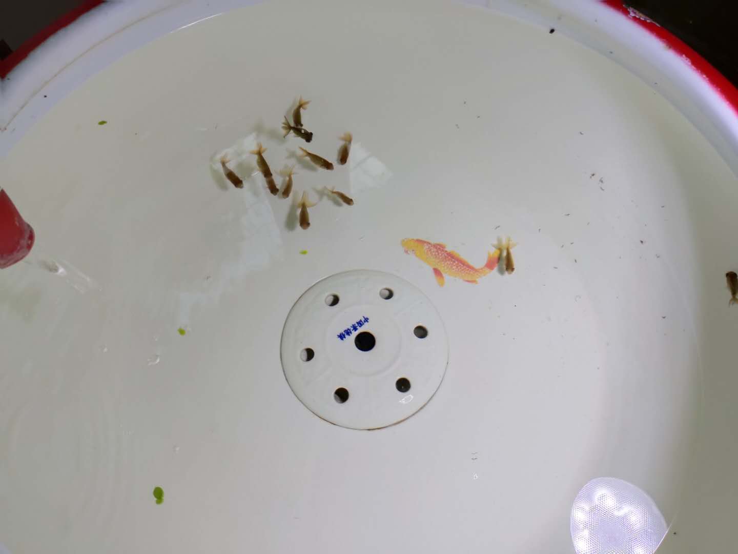 网上买的小金鱼不好活吗,为什么买的小金鱼总是死