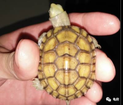 鉴赏花草模板,小青苗照片