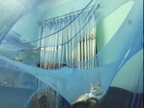 狗狗晕车吐了两次没精神,狗狗晕车吐了主人也吐了