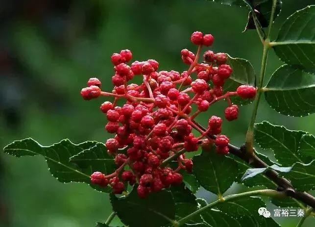 陕西韩城花椒网,韩城花椒网在哪