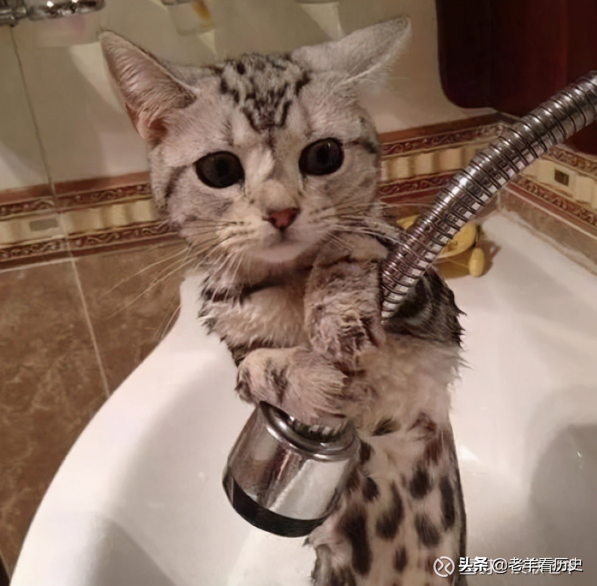 英科医疗为什么大跌,英科医疗还值得买入吗