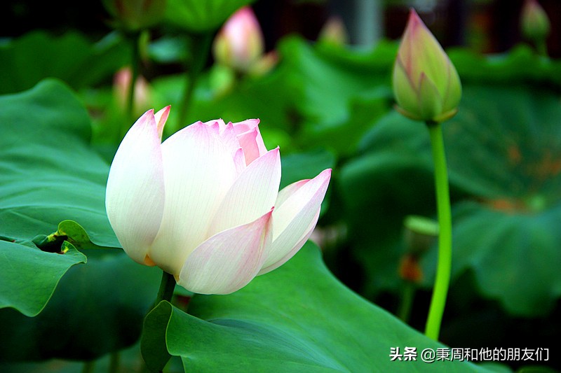 秉周和他的朋友们:八月花令同题诗歌