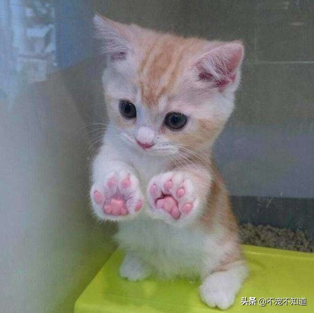 家里的猫咪抓伤要不要打狂犬疫苗,打了狂犬疫苗的猫咪抓伤了怎么办