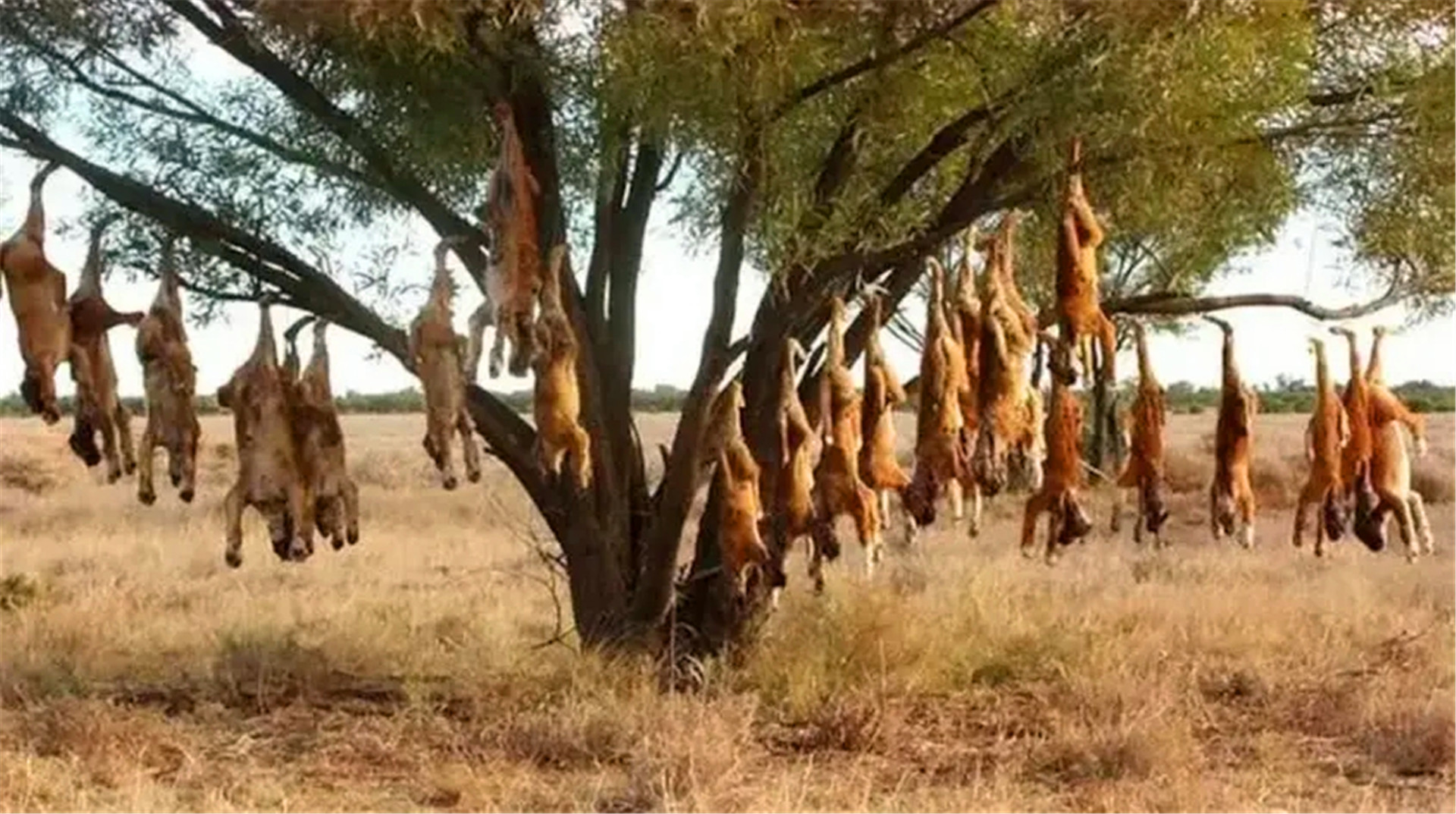 神奇植物“食羊树”,能够自己抓羊吃,村民一发现就要立马烧毁