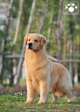 金毛是什么品种的狗,长得像金毛的大肥脸的品种狗