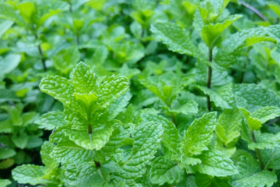 薄荷有什么不同的种植方法,薄荷种植田间管理技术