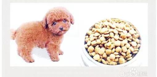 泰迪狗怎么训练得比较好,泰迪狗怎么训练29个基础动作