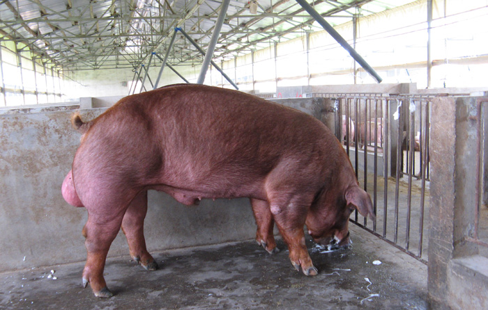 母猪发情最佳处理方法,后备母猪营养关键技术
