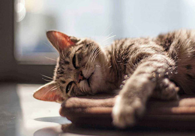 预防猫咪掉毛最好的方法,猫咪掉毛又很想撸怎么办