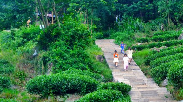 福鼎旅游数据,福鼎纪录片