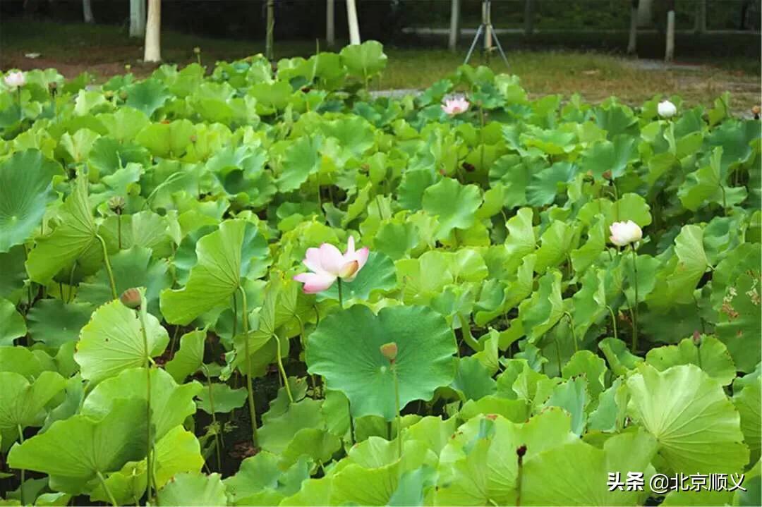 假期最后一天公园,假期结束前逛公园