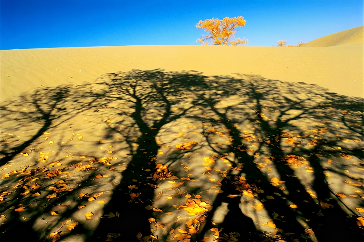 艺术家朗诵不朽的胡杨,千年不朽的胡杨