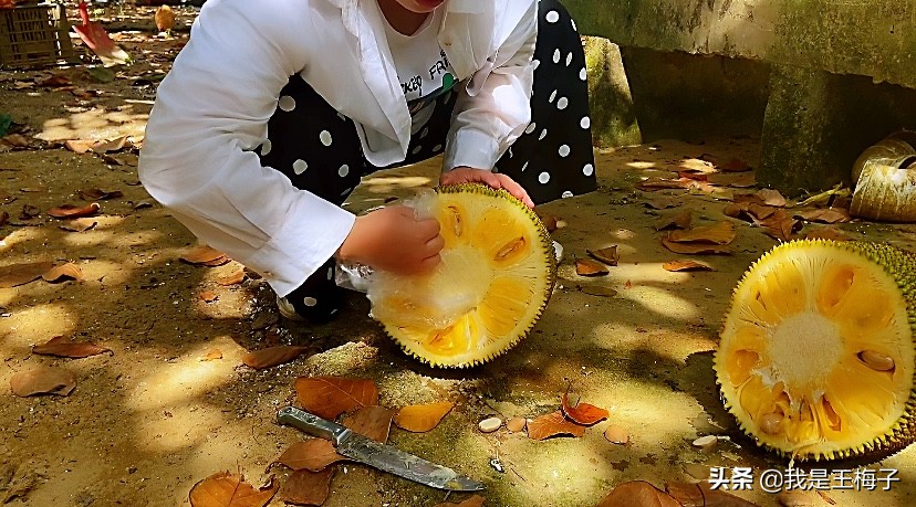 菠萝蜜正确剥法教程,菠萝蜜剥法技巧