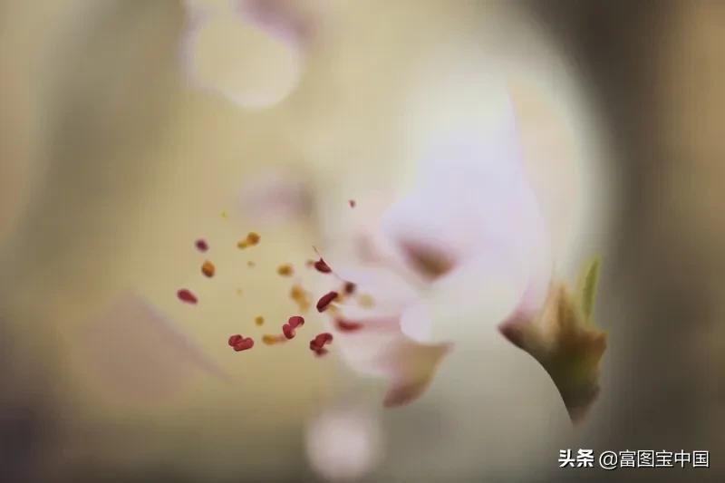 桃花怎么拍才好看,桃花怎么拍摄才能出新意